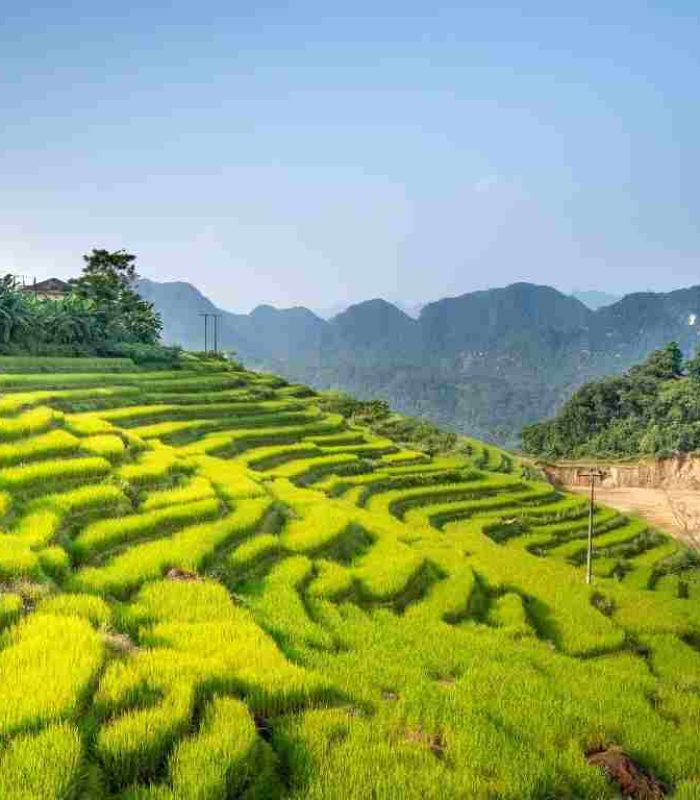 Pu luong en Vietnam, con praderas verdes y plantaciones de arroz. Vietnam en familia