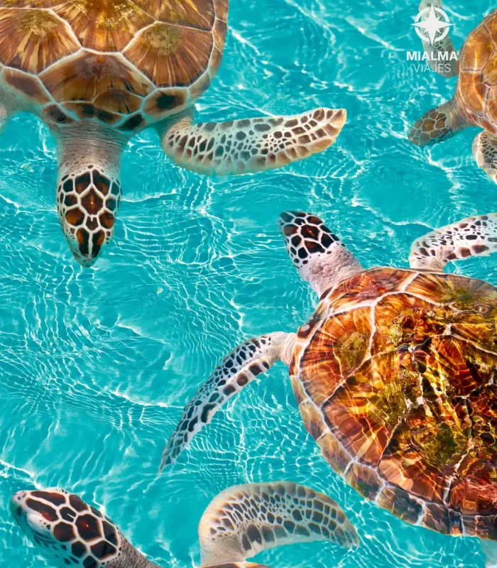 Tortugas en aguas cristalinas de la costa de méxico, en Riviera Maya. Logo de Mialma viajes agencia de viajes en familia en esquina superior derecha.